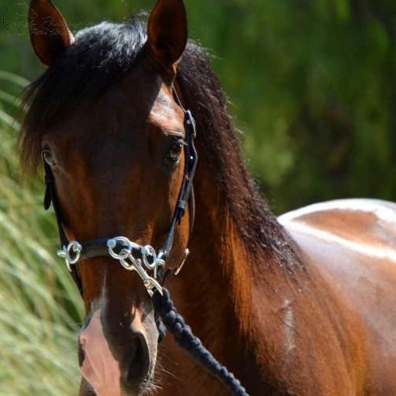 Surcingle D'entraînement Equipride Waldhausen - Cuir Qualité équitation