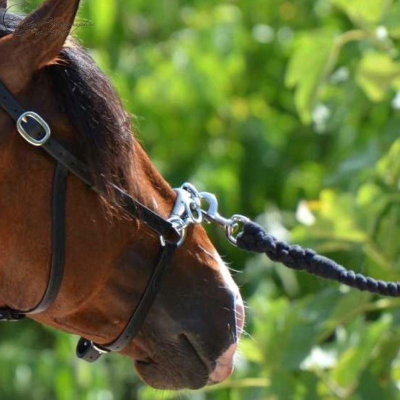 Portuguese Lunging Cavesson Queluz Alta Escola