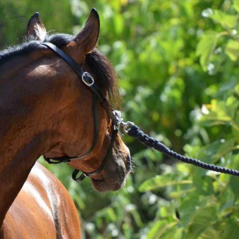 Portuguese Lunging Cavesson Queluz Alta Escola