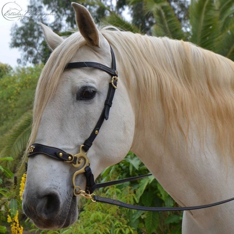 Bride Sans Embout Hackamore Inca Equestrian - Taille Cob - Noir
