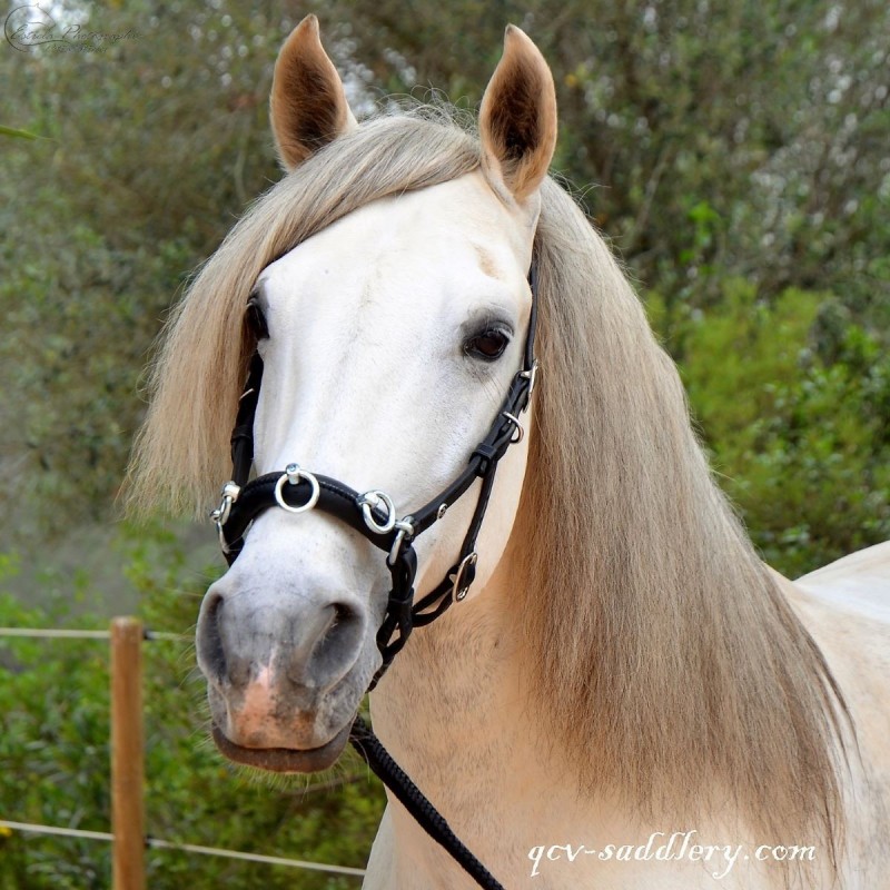 Portuguese Lunging Cavesson Queluz Alta Escola
