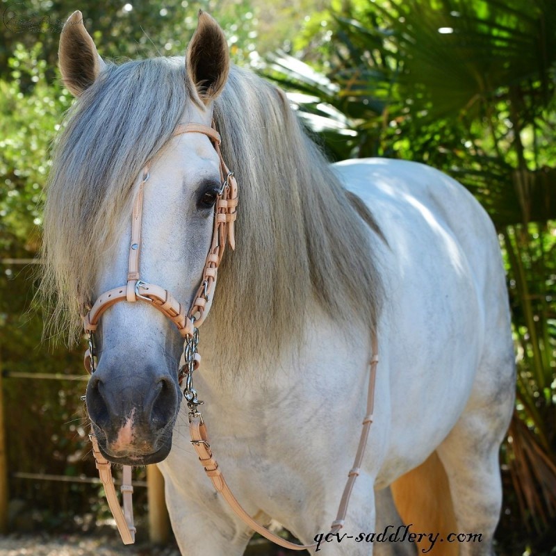 Tête à Bride Hackamore Zilco – Taille Cheval – Noir – Neuf Sans étiquette