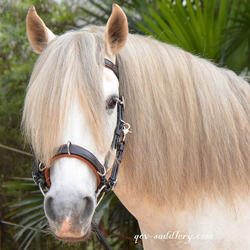 Licol De Travail Vintage Cottage Craft épi, Taille Réelle, Pour Cheval, équitation