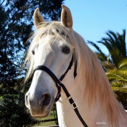 Bitless Bridle  Feel-Free